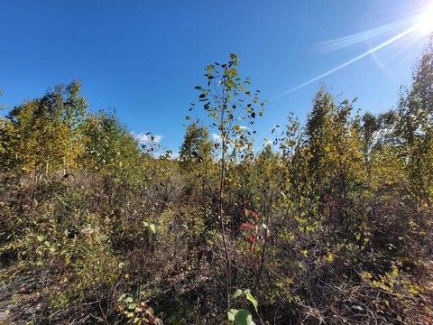 LAND - Rogers City, MI