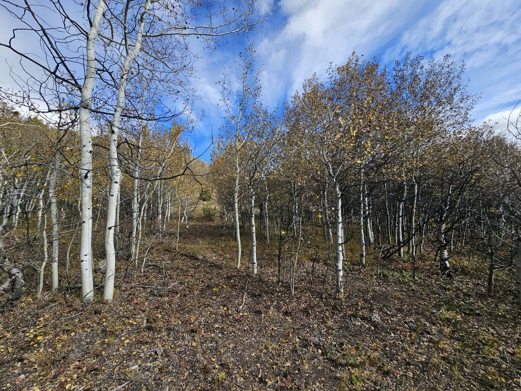 Picture 49