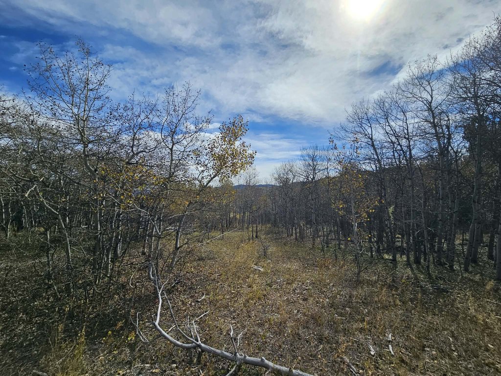 Picture 51