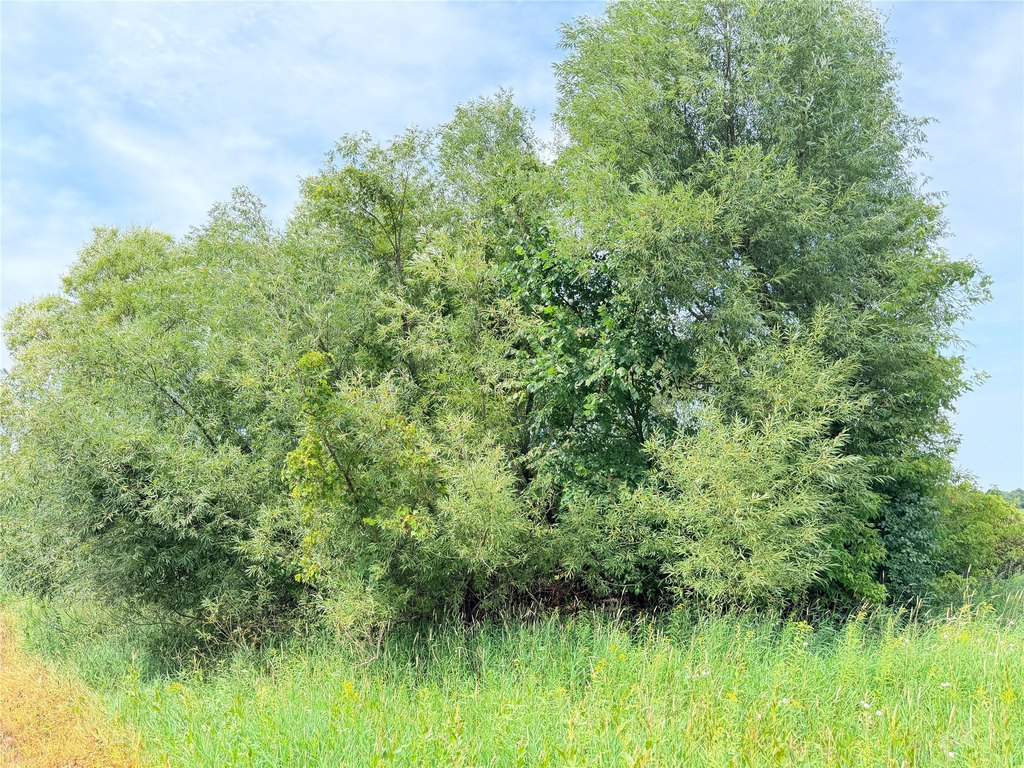 Picture 21