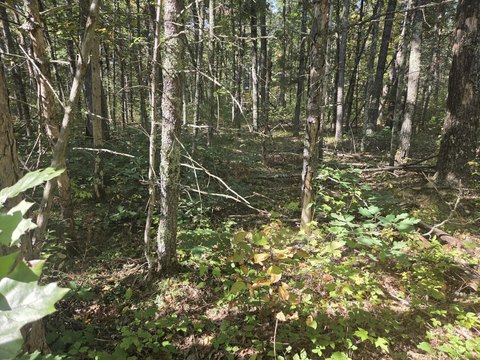 Land, Baldwin, MI