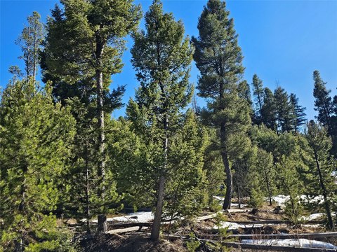 Secluded Timbered Land in Montana