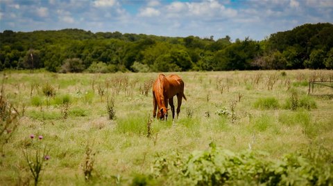 Land, Milford, TX