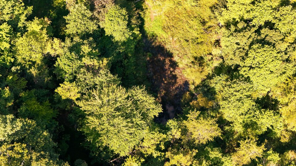 Picture 12