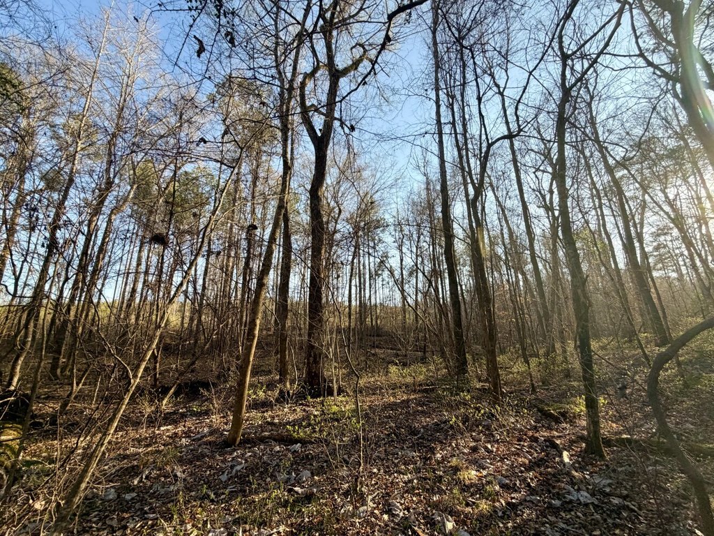 Picture 40
