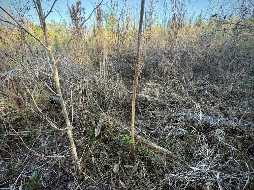 Picture 41