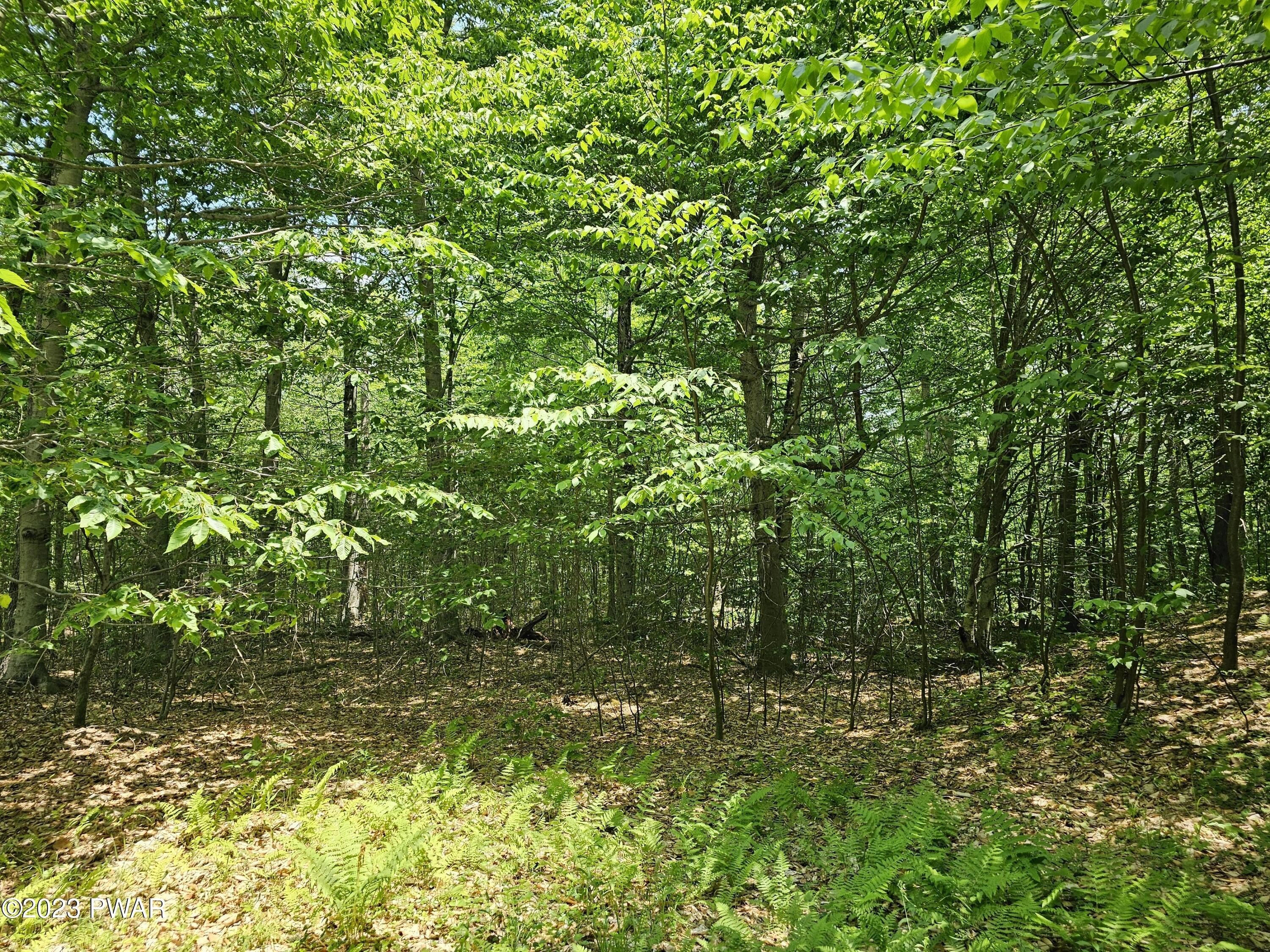 Land in The Woods