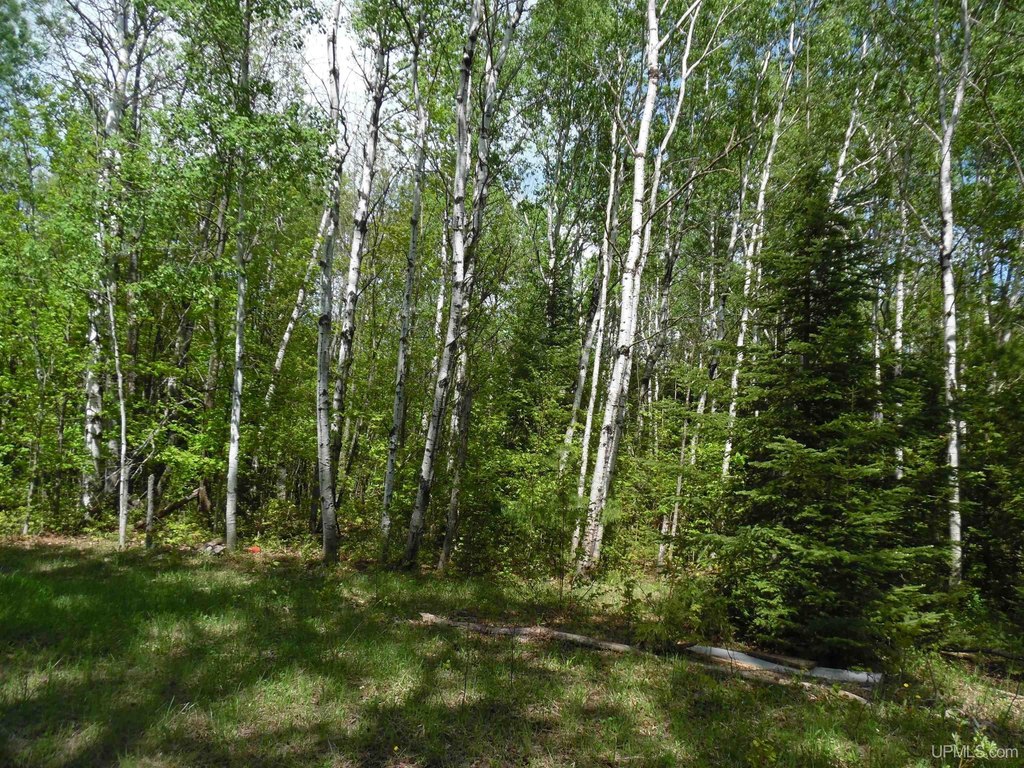 Picture 8