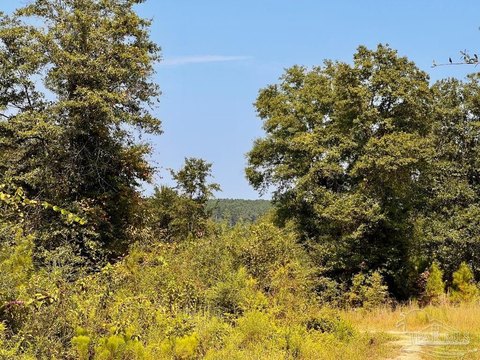 Molino Acreage Homesite Opportunity