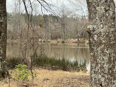 Diverse 71-Acre Magnolia Land