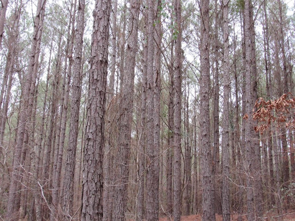 Picture 17