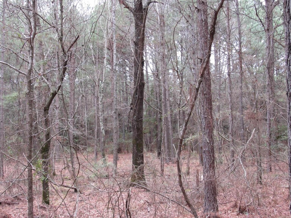Picture 18