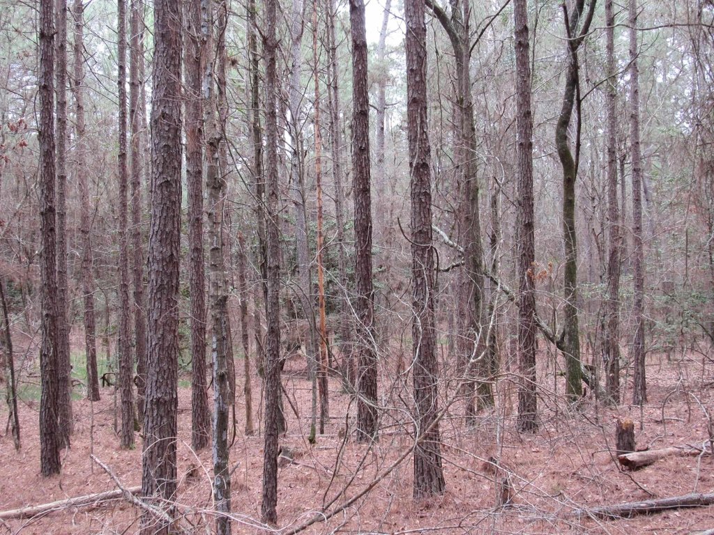 Picture 21