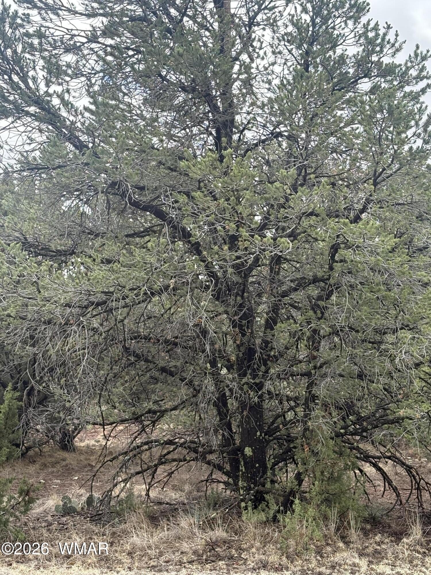 Land in Vernon, Arizona