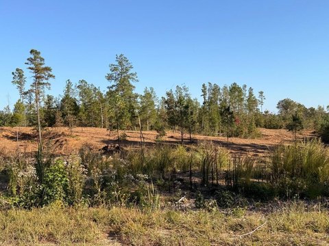 Land, MANSFIELD, TN