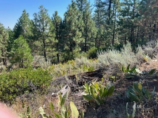 Adin Land with Deeded Springs