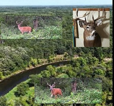 Hardwood Hunting Land
