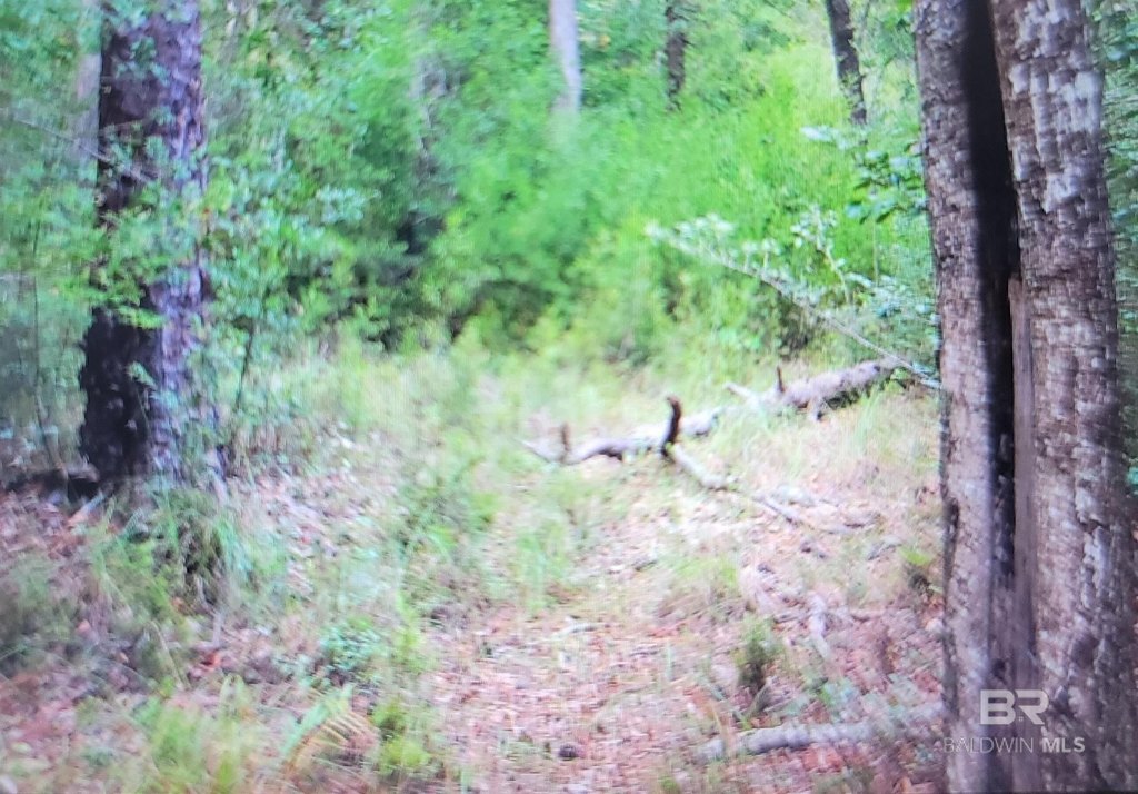 Picture 3