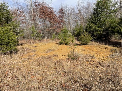 61.55 Acres Wooded Hunting Land