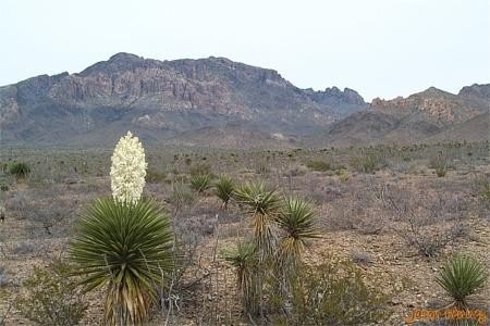 Land For Sale, Van Horn