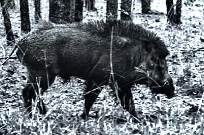 Picture 31