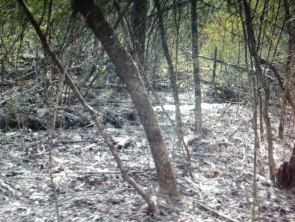 Picture 17
