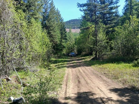 Treed Recreational Land with County Road Access