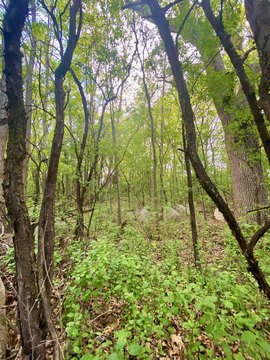 LAND - WEYAUWEGA, WI