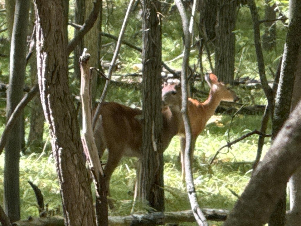 Picture 4