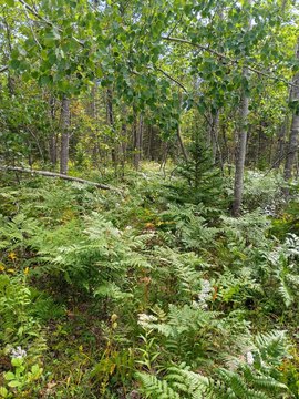 Land, Alpena, MI