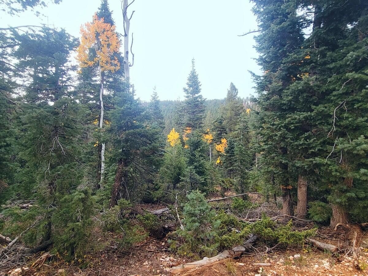 Mountain Adventure Land in Duck Creek