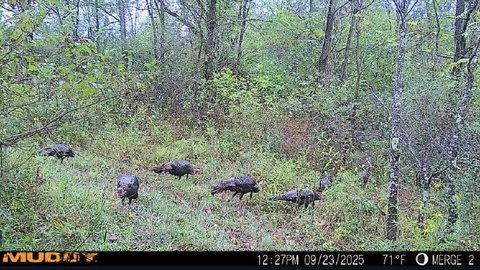 Wooded Hunting Tract with Build Site
