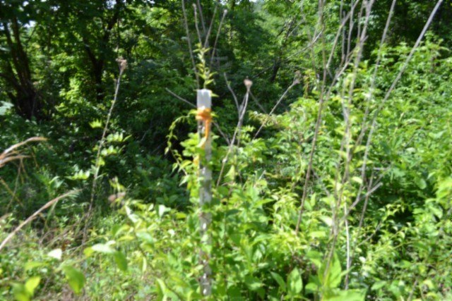 Picture 8