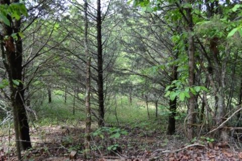 LAND - Burkesville, KY