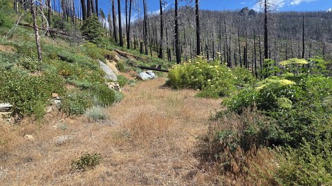 LAND - Springville, CA