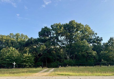 Wooded Land in Mattawan Schools