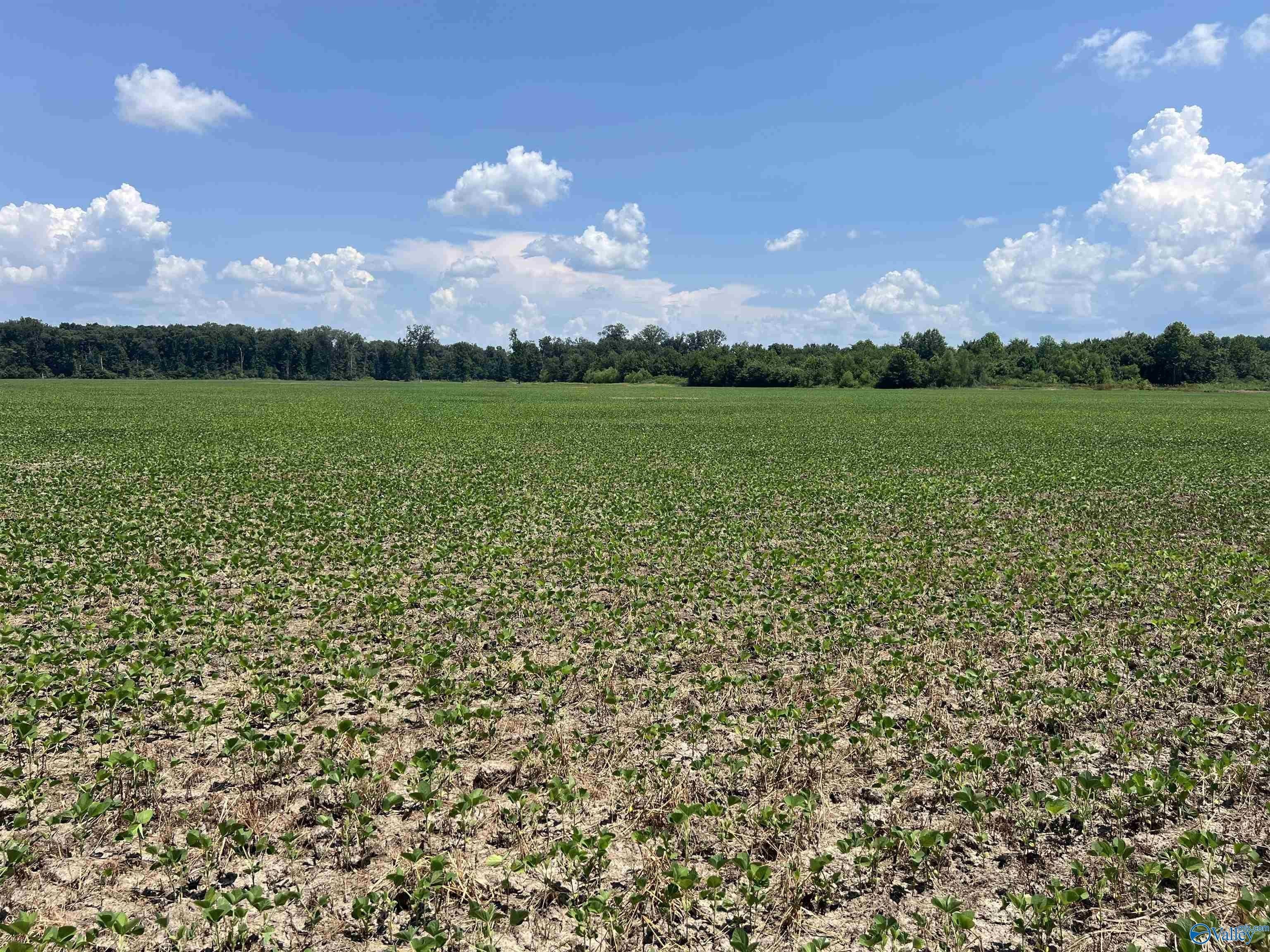 90 Acres of Farmland