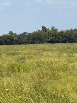LAND - Bonham, TX