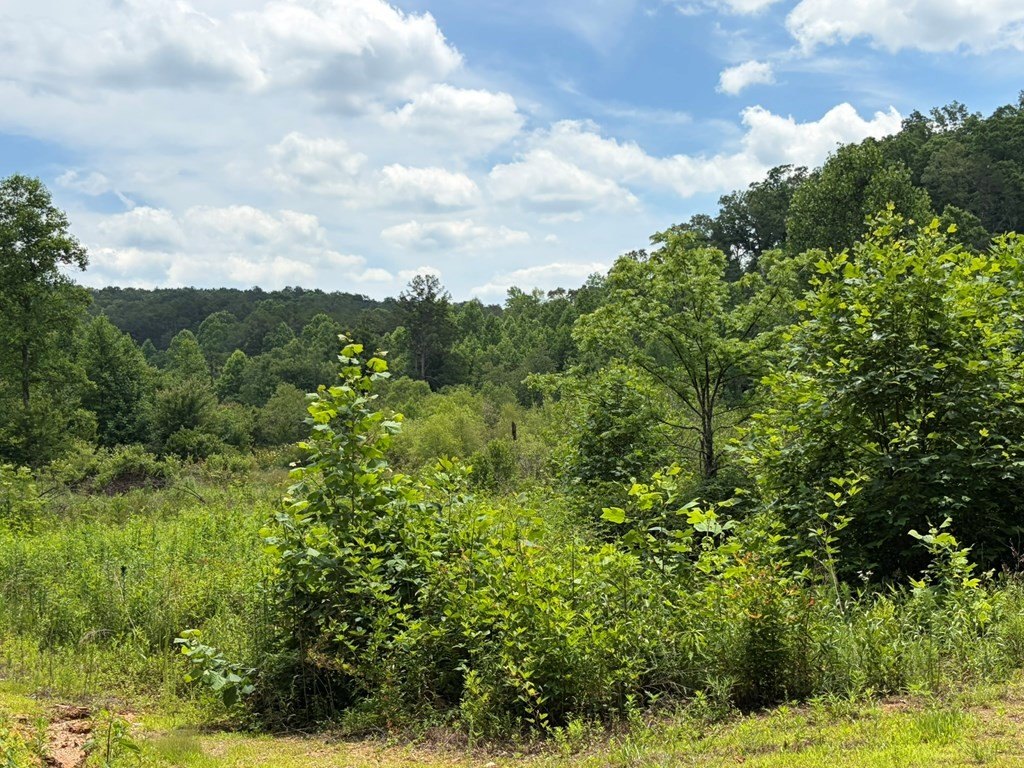Picture 45