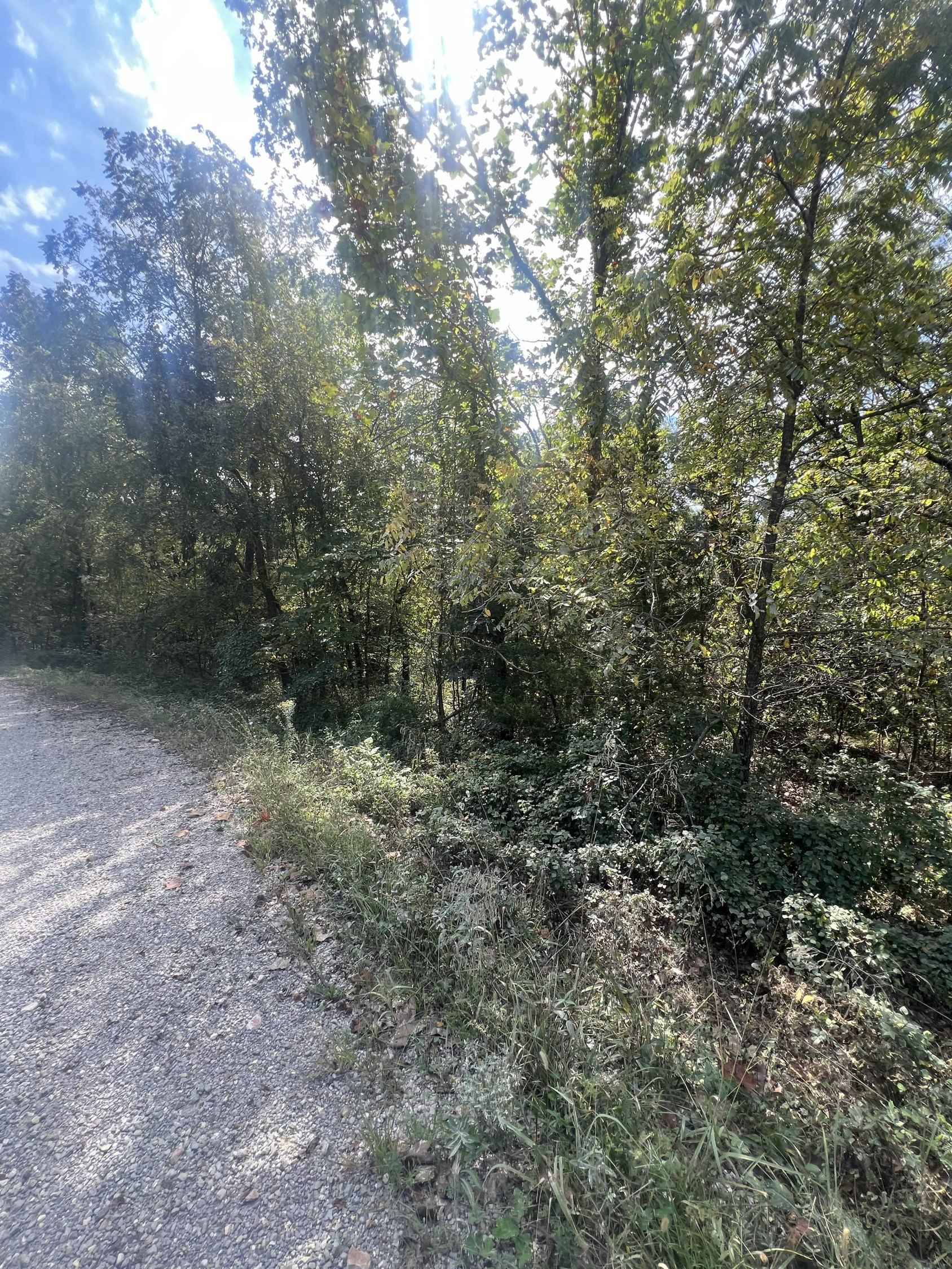 40 Acres of Wooded Land