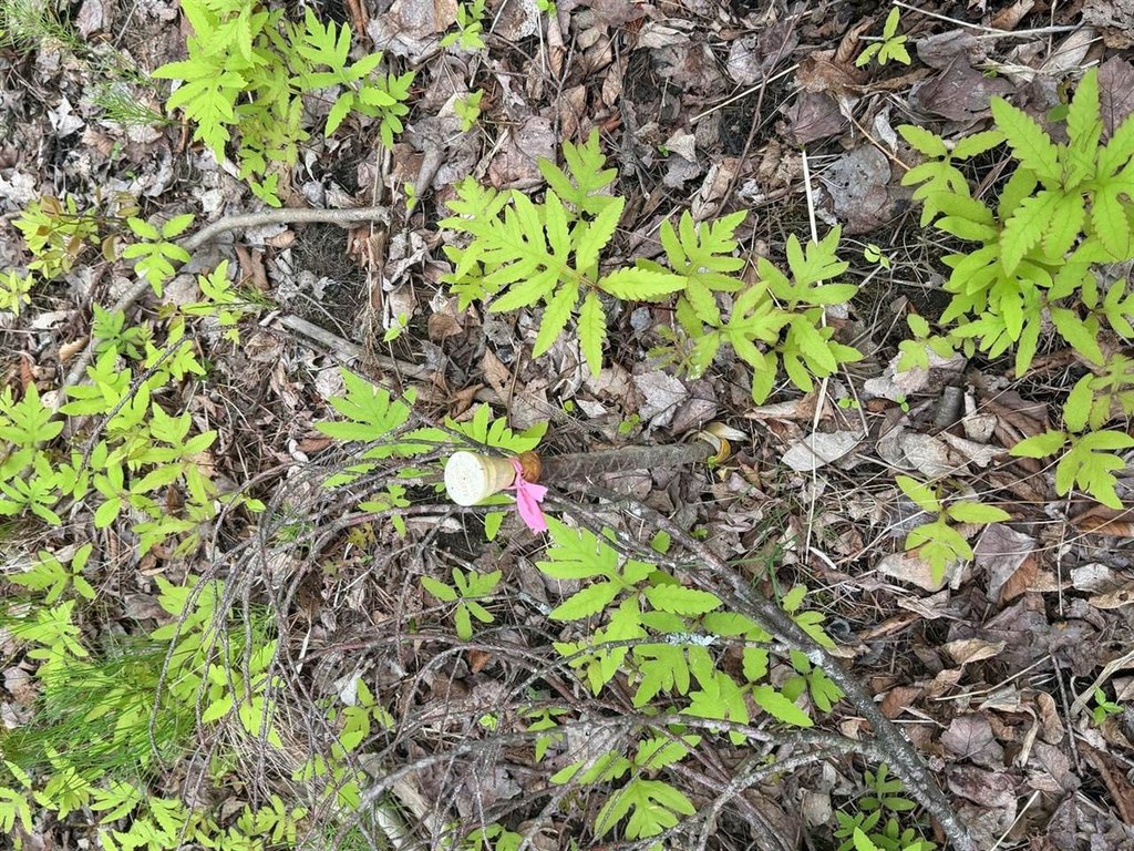 Picture 32