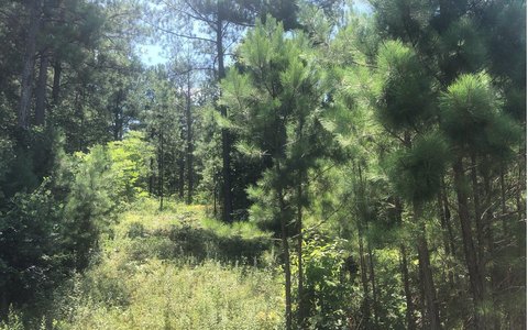 Blairsville, GA Vacant Lot