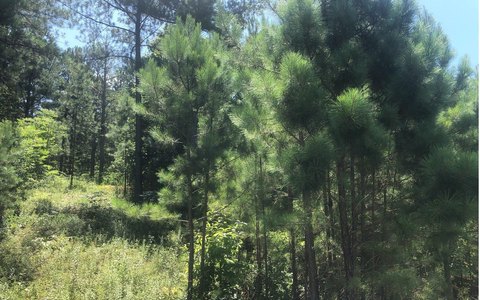 Blairsville, GA Vacant Lot