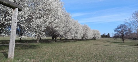 Nixa Land with Mature Trees