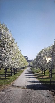 Nixa Land with Mature Trees