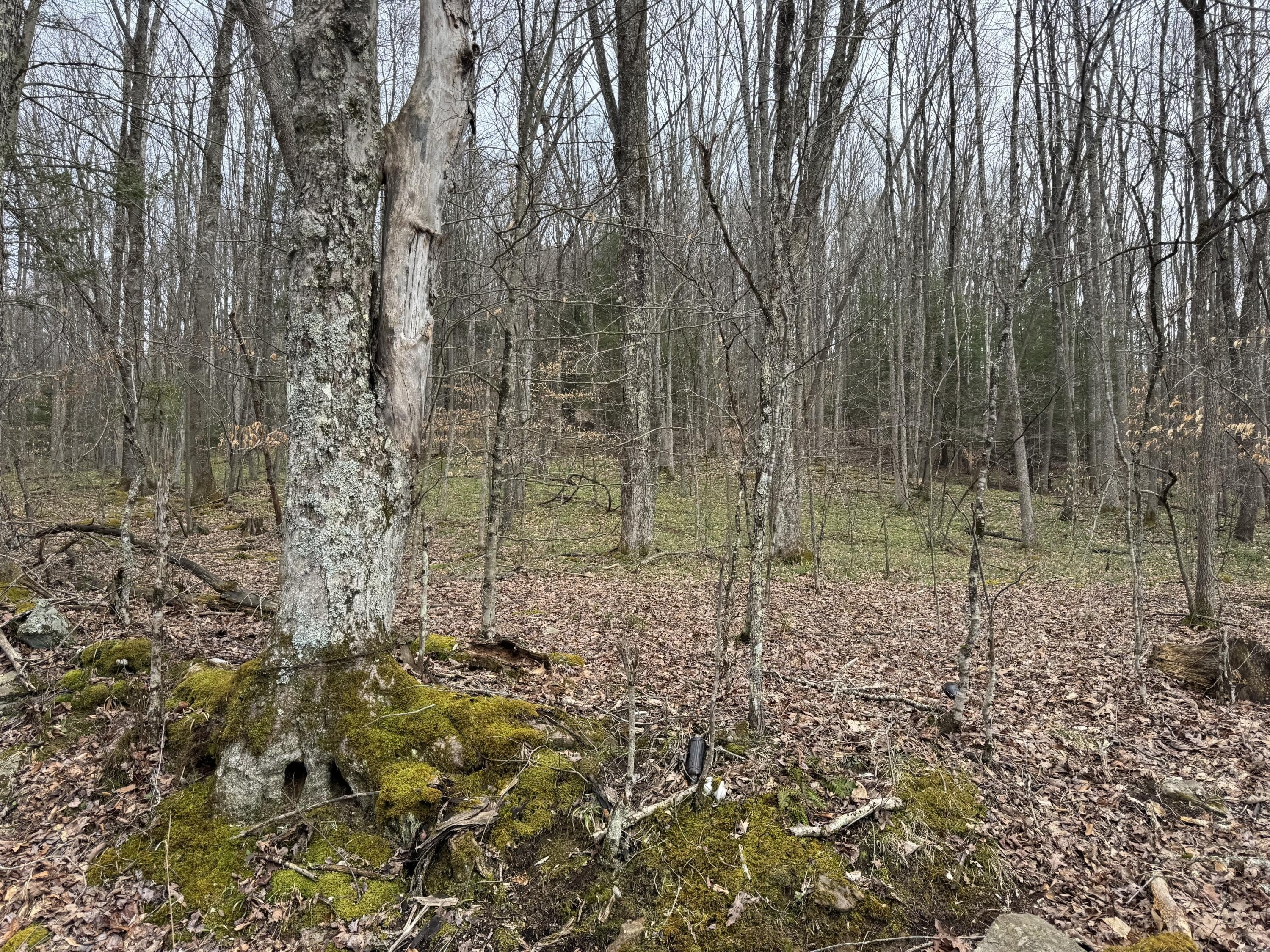 Residential Land in Craigsville, WV