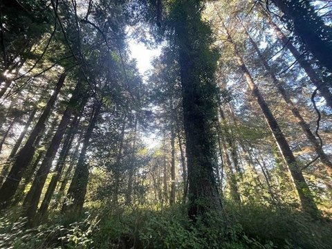 LAND - Crescent City, CA