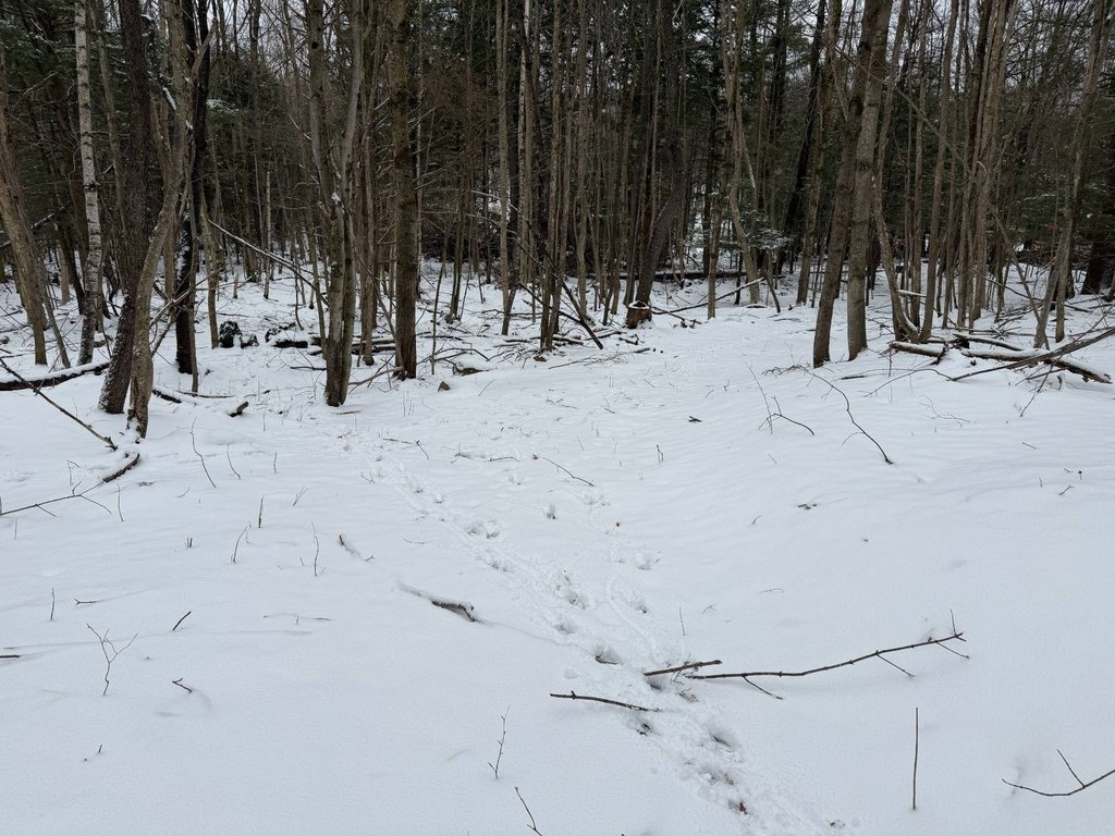 Picture 51