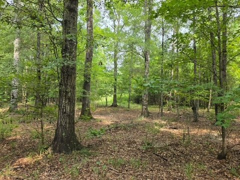 River Bottomland Agricultural Property