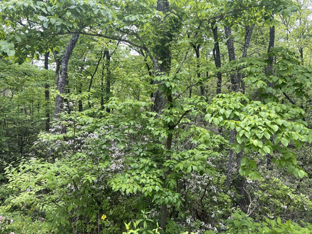 Picture 9